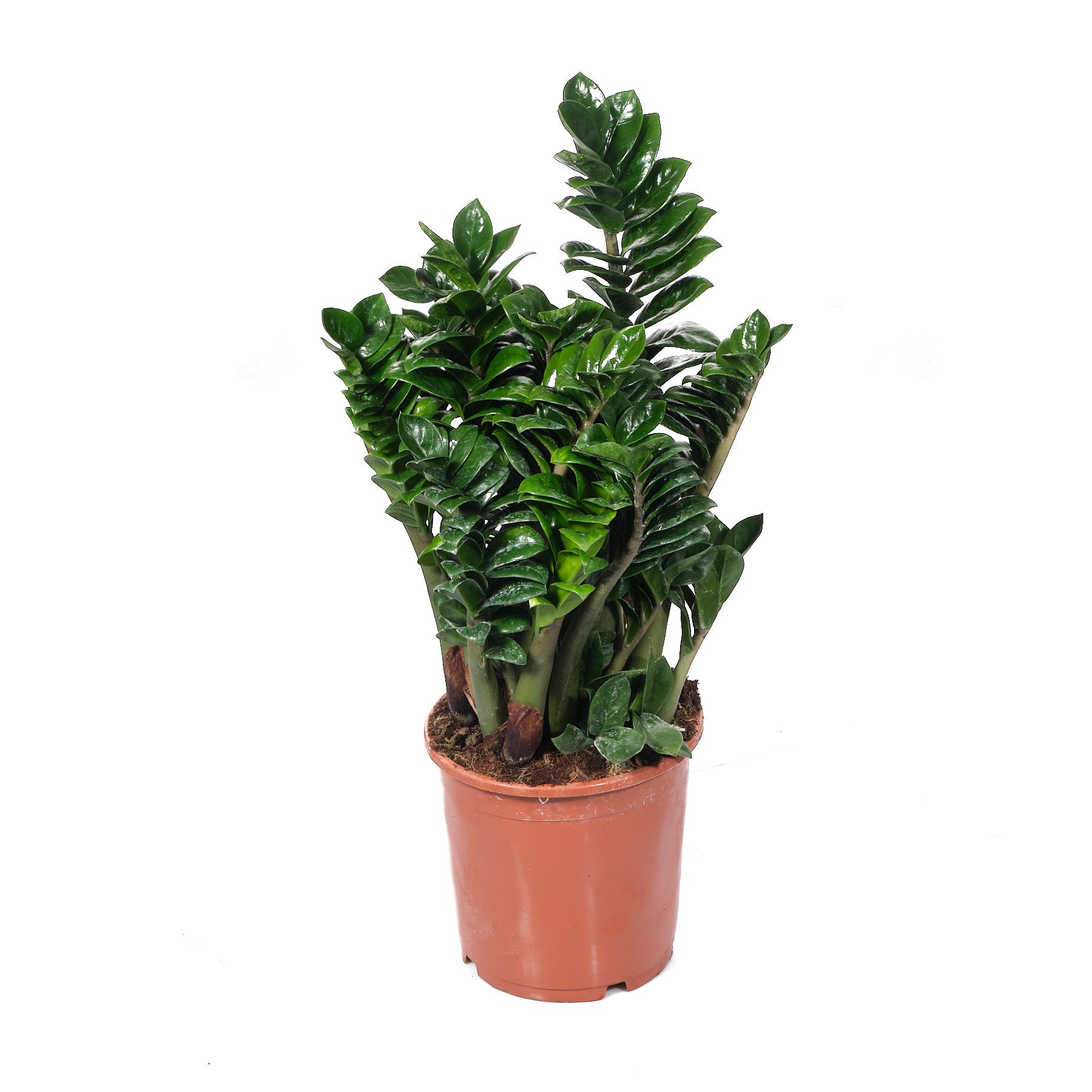 Замиокулкас Зензи