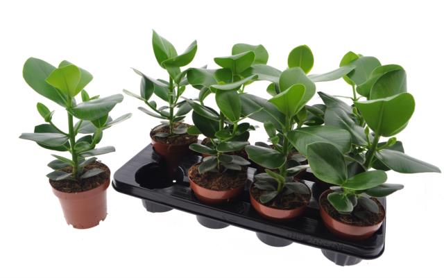 Клузия розовая Принцесс