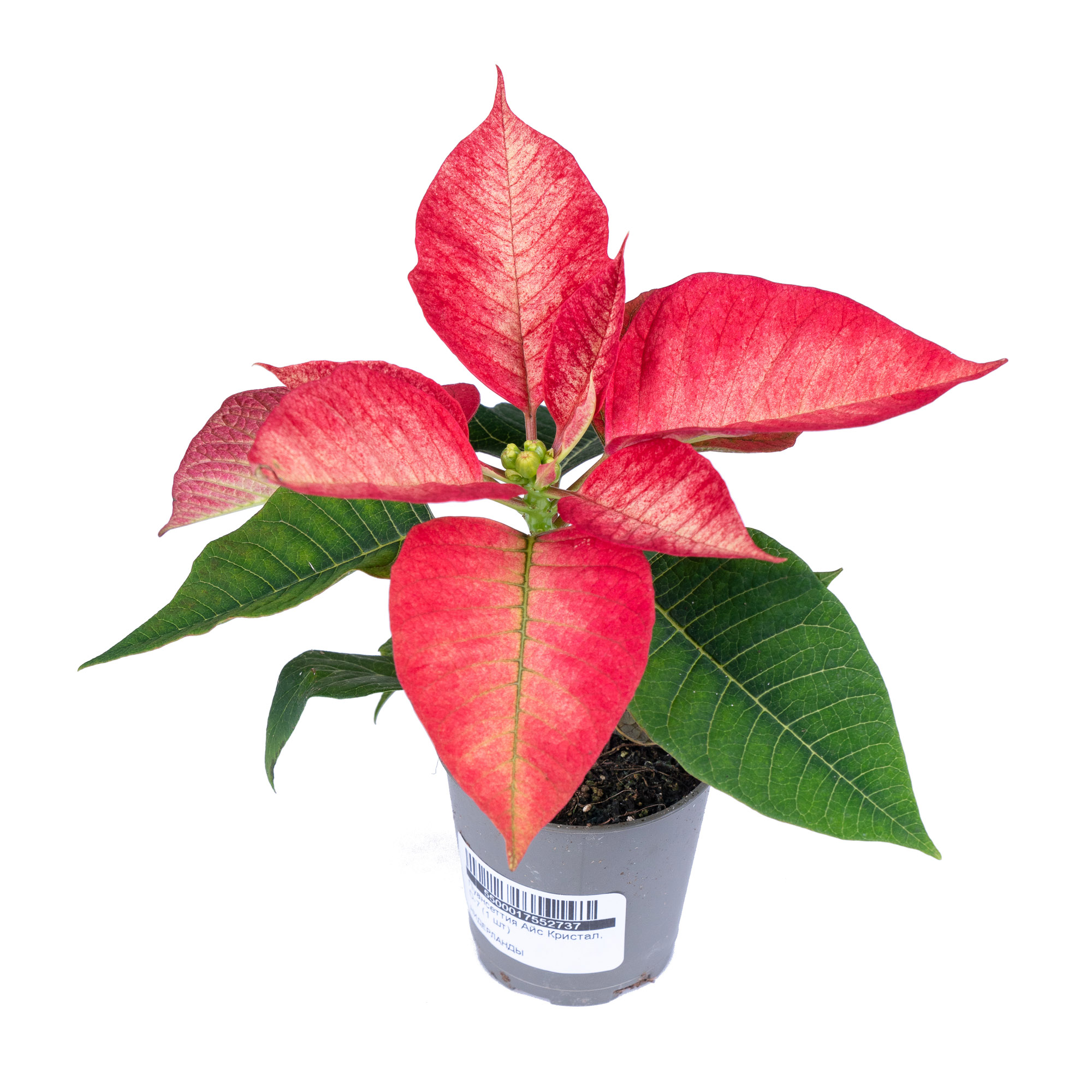 Пуансеттия Айс Кристал