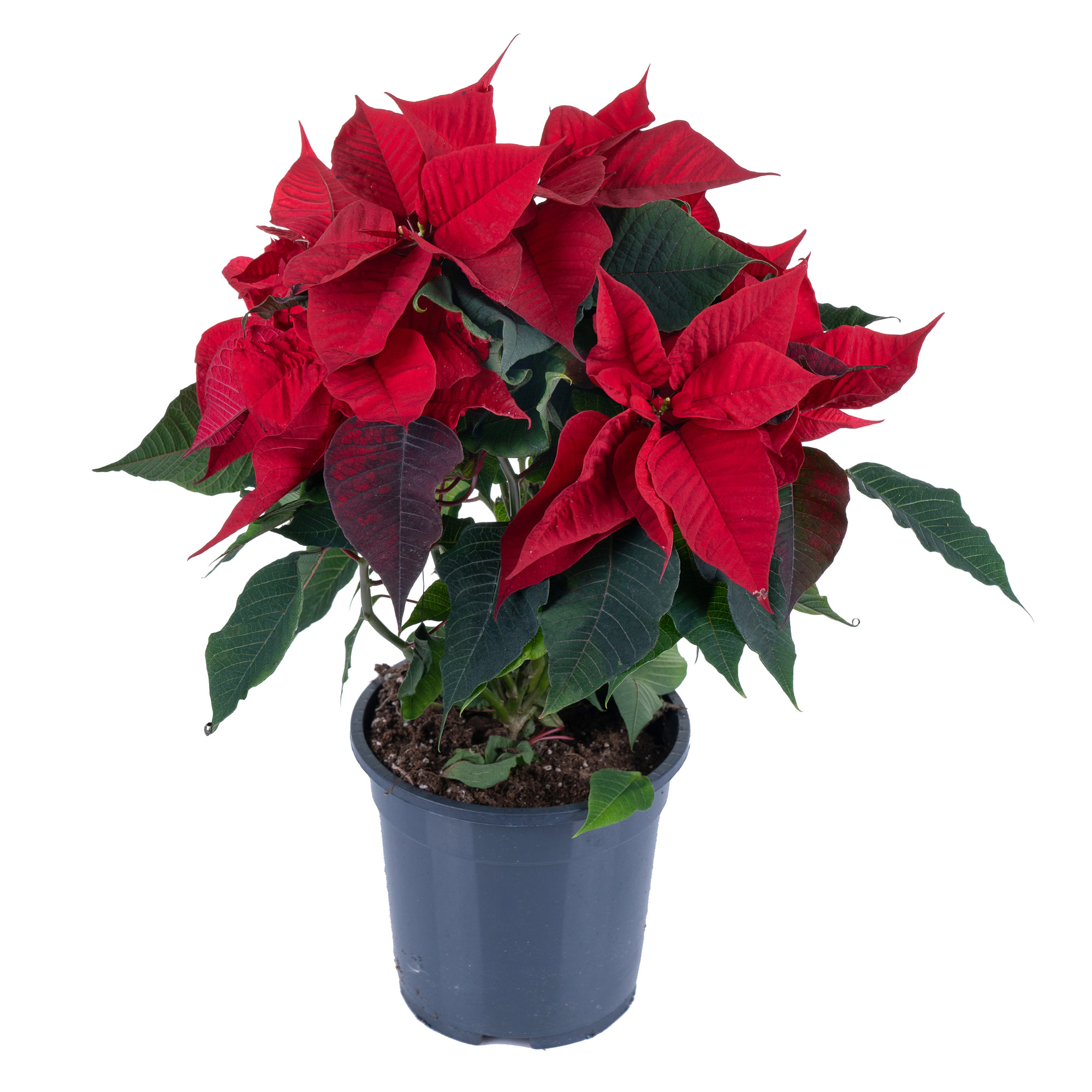 Пуансеттия Красная