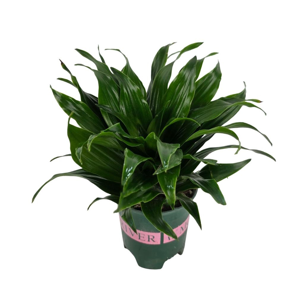 Драцена фрагранс Компакта