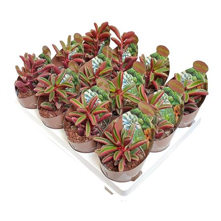 Пеперомия Гравеоленс