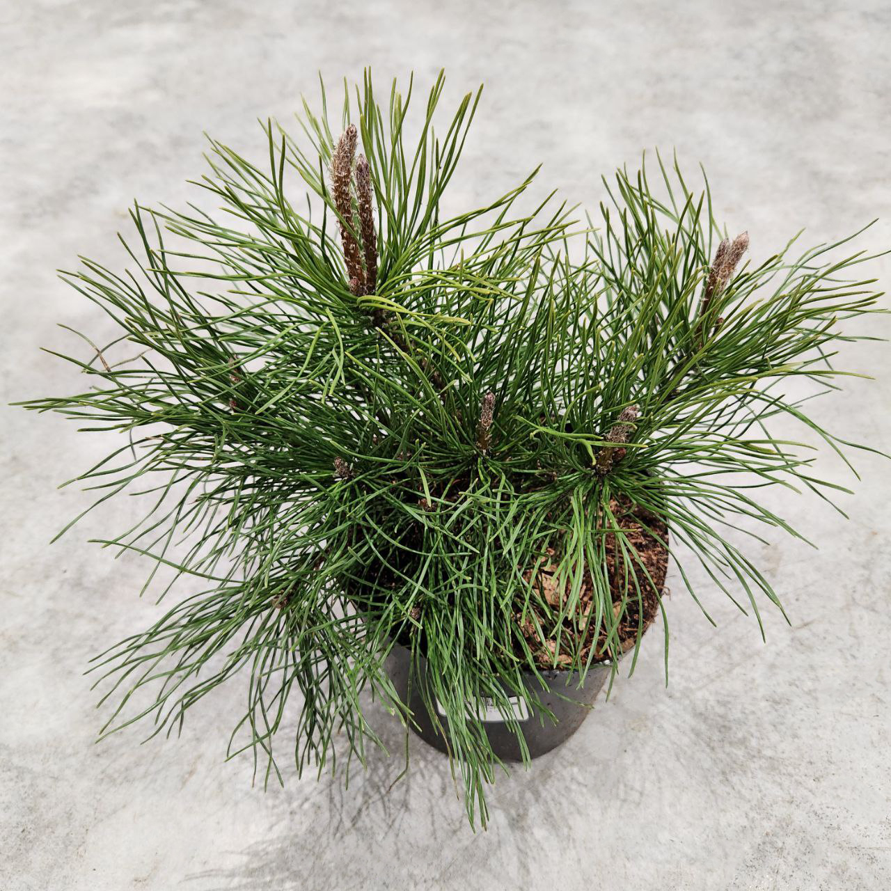 Сосна горная Пумилио