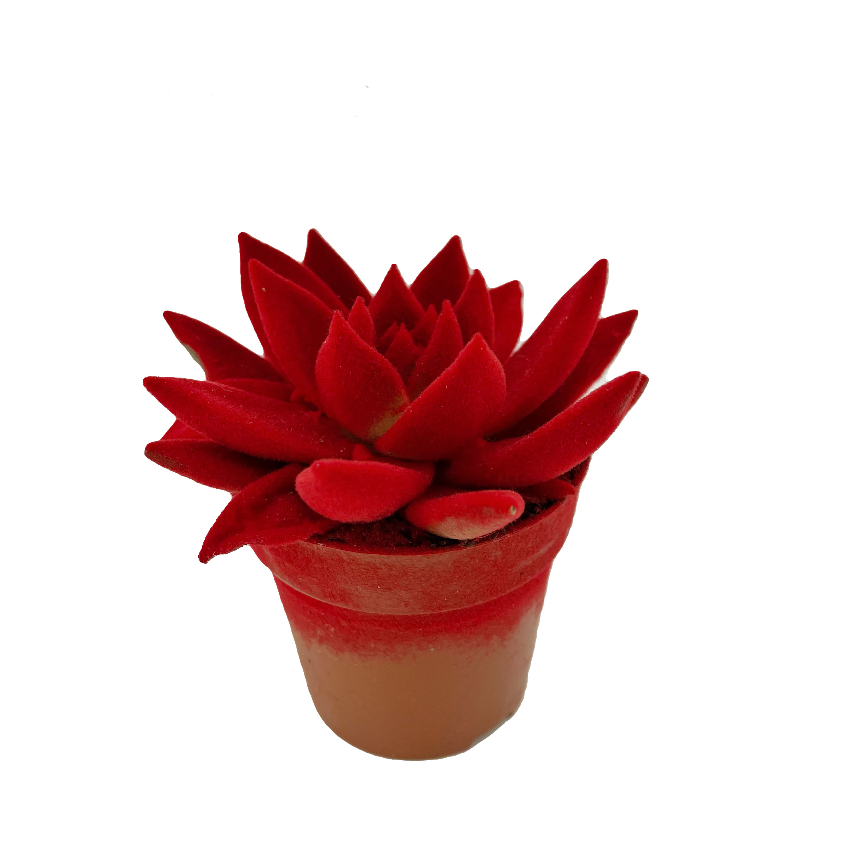 Эхеверия Миранда краш. вельвет красная