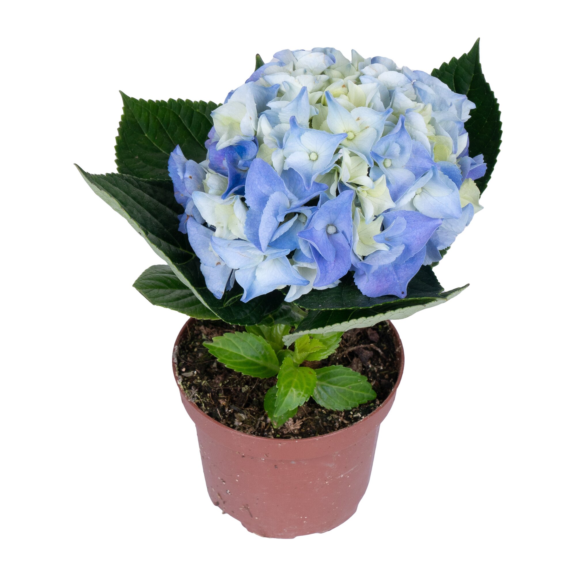 Гортензия синяя