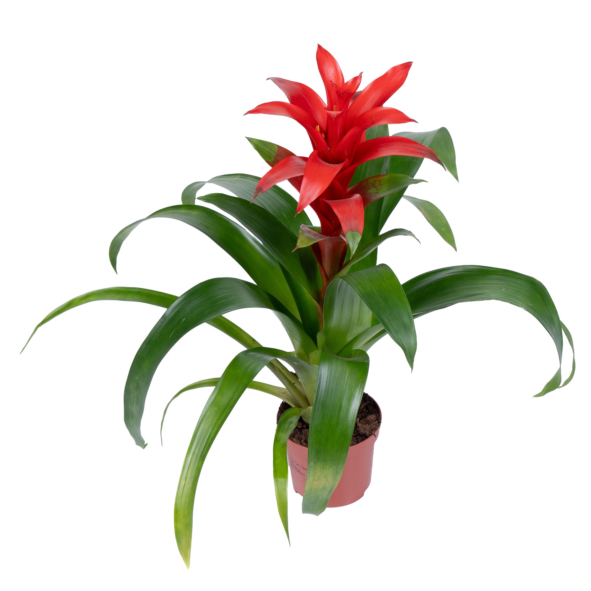 Гузмания Аллюра