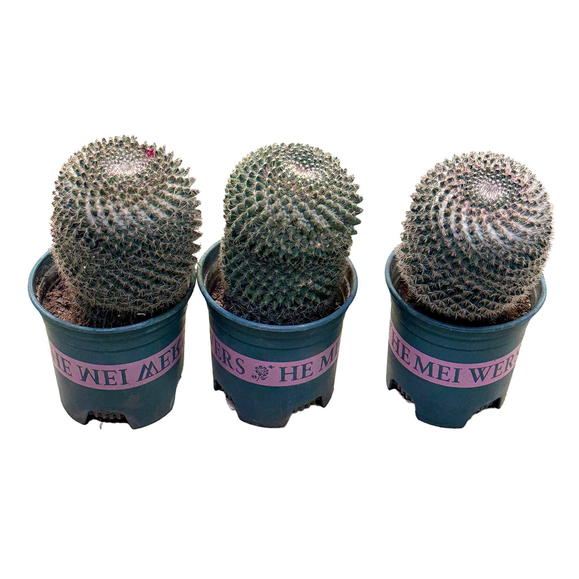 Маммиллярия Микс