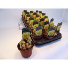 Нарцисс Букле