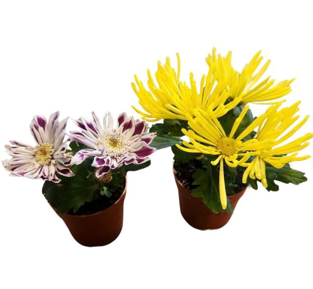 Хавортия Микс