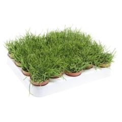 Рипсалис Кассута