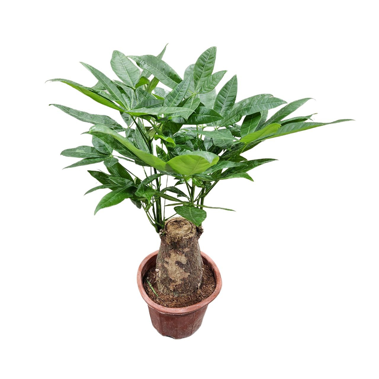 Пахира Акватика ствол