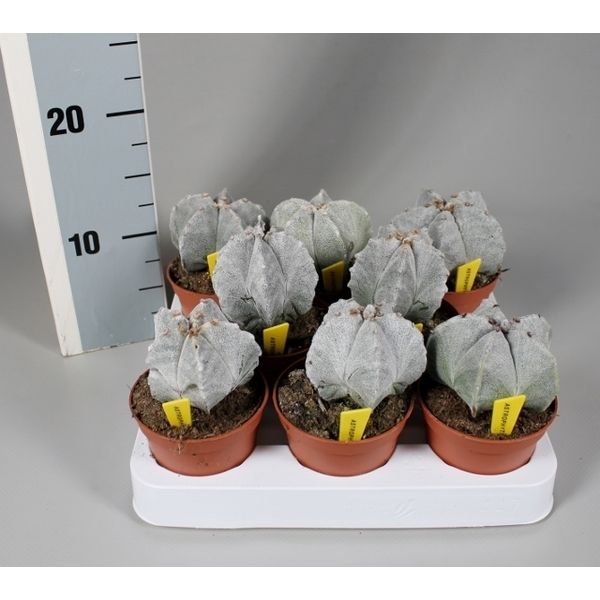 Астрофитум Мириостигма