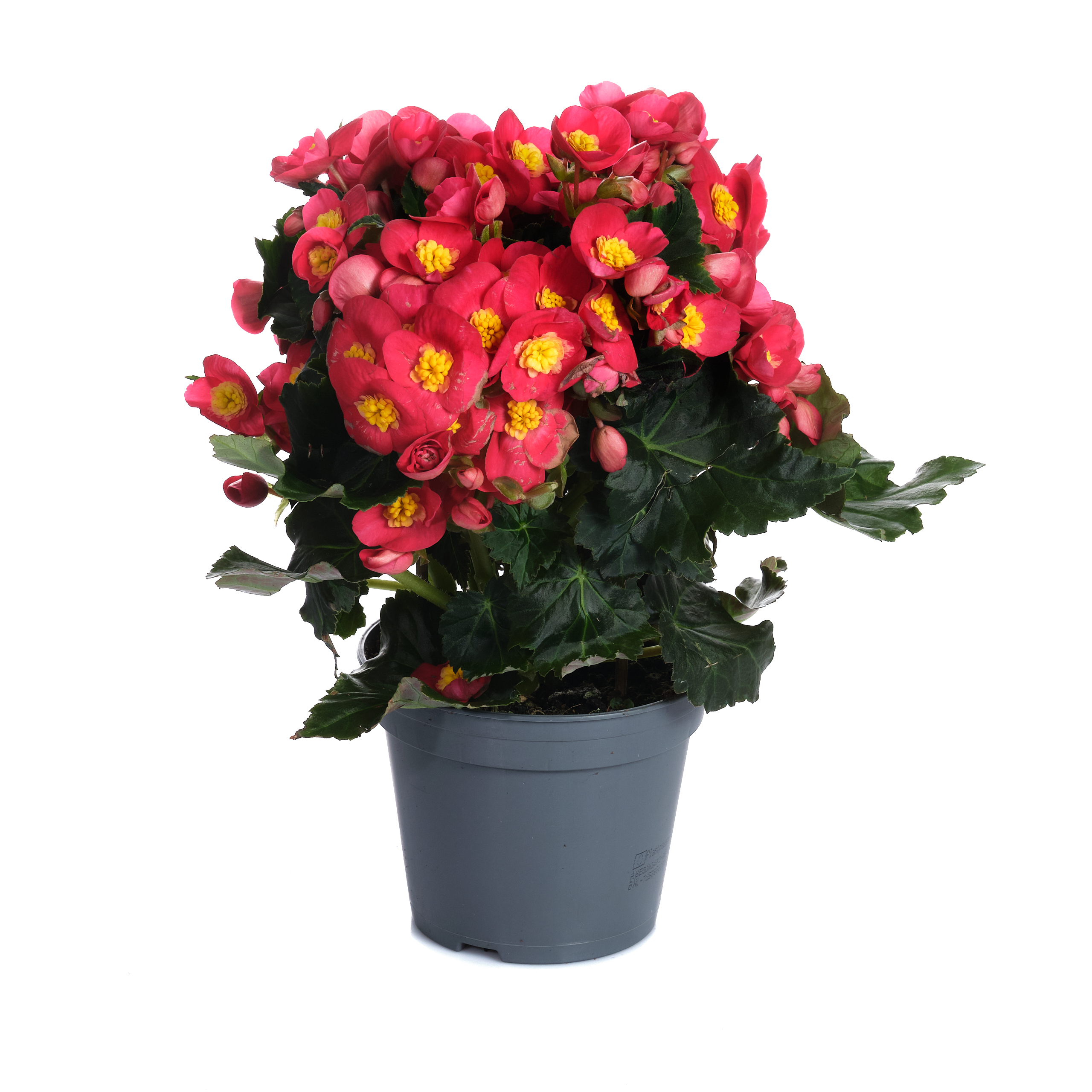 Бегония элатиор Валентино микс