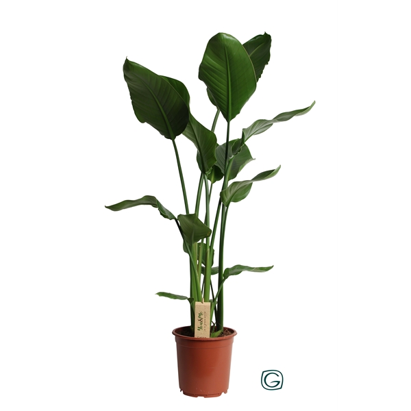 Стрелиция Николая