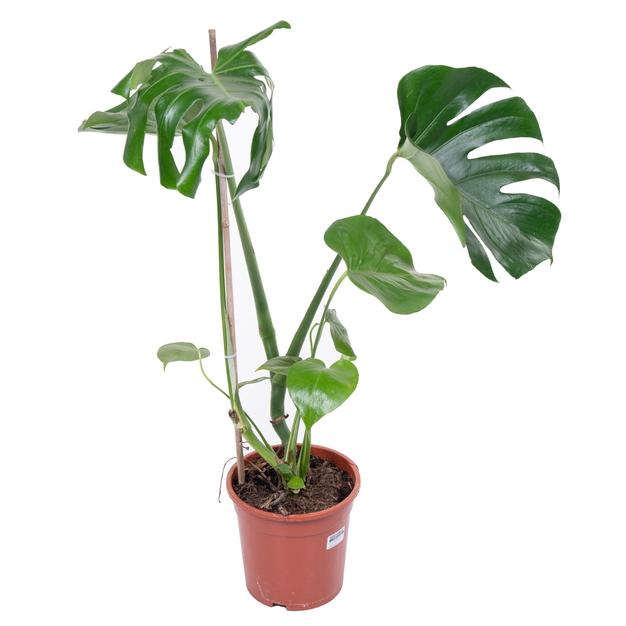 Монстера Делициоса