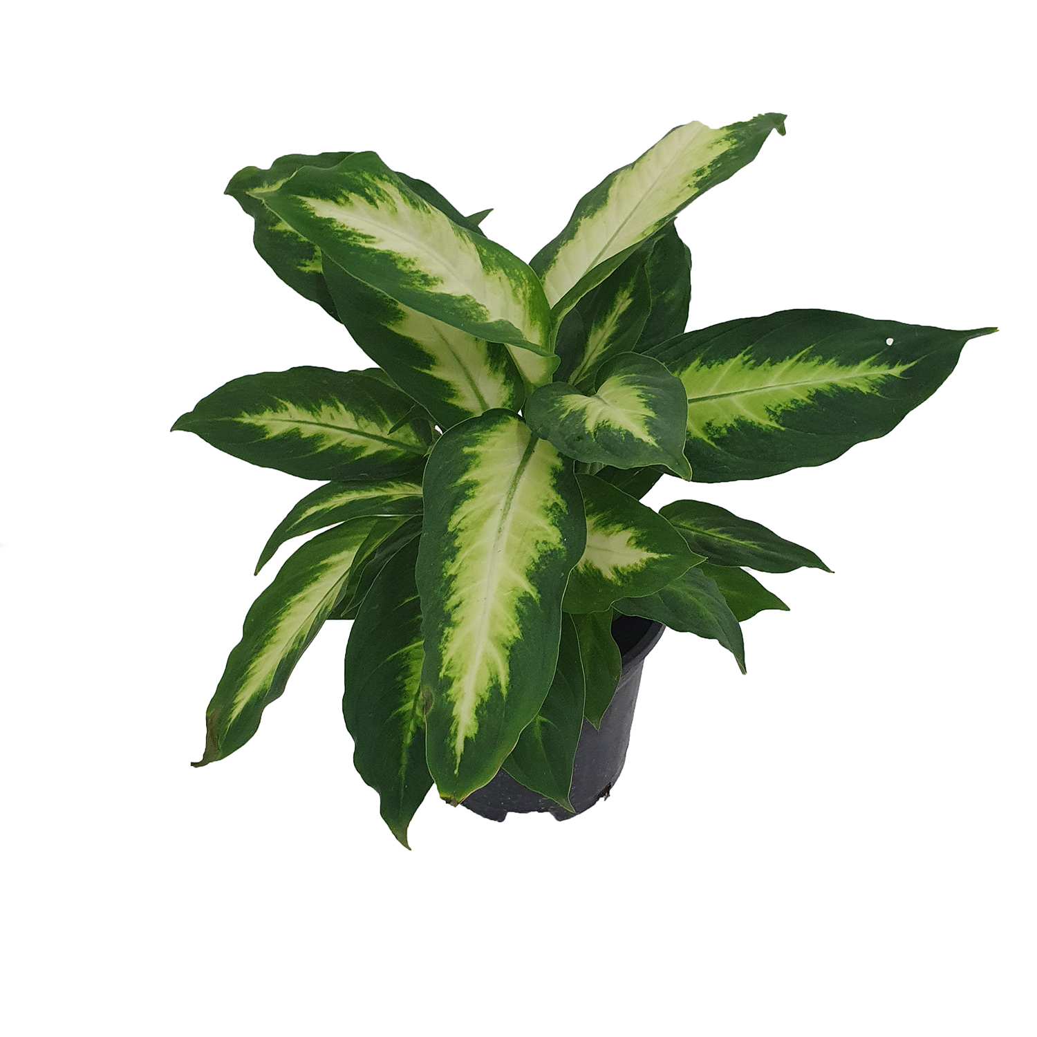 Диффенбахия Камилла