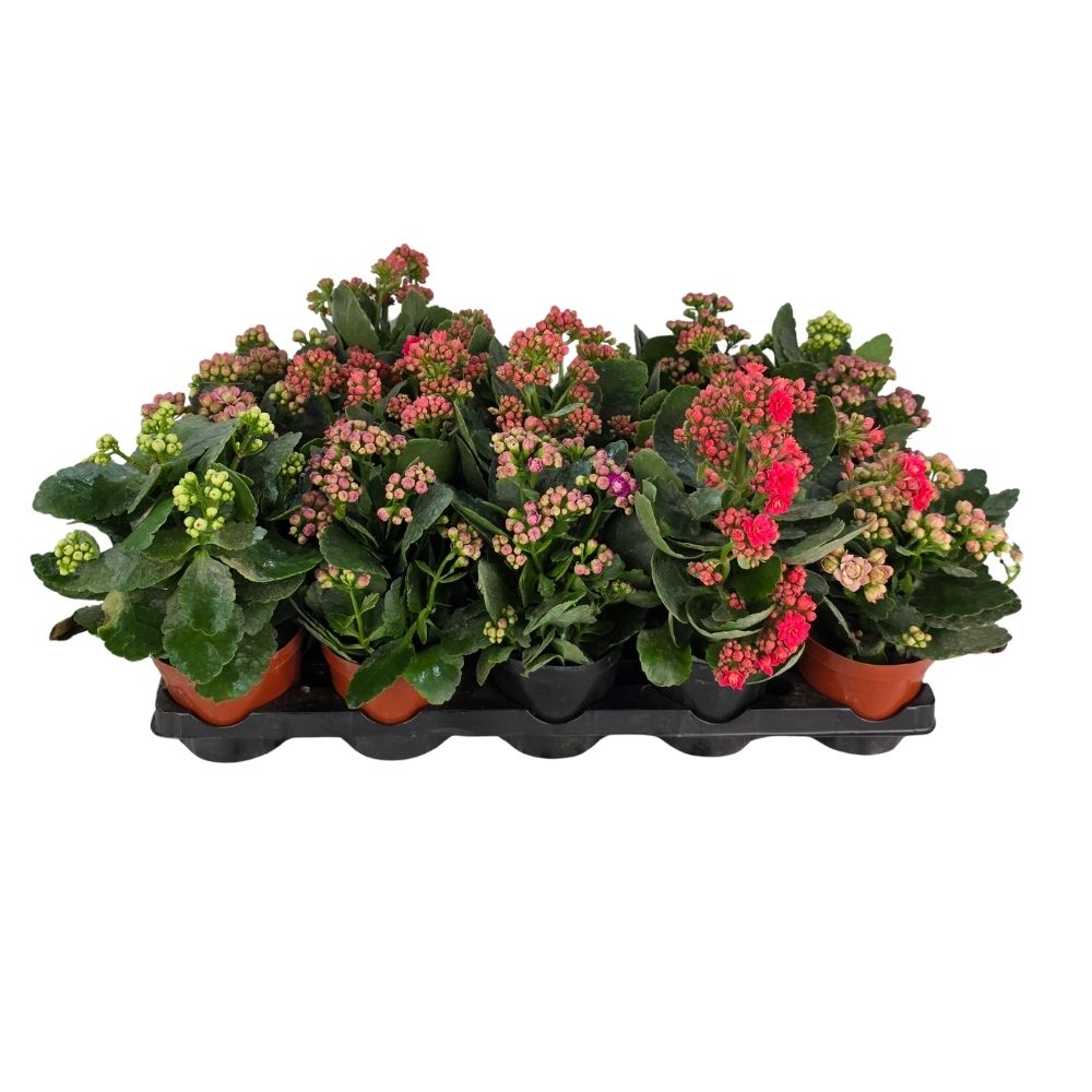 Каланхое каландива микс