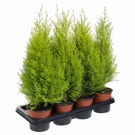 Купрессус Голдкрест Вилма