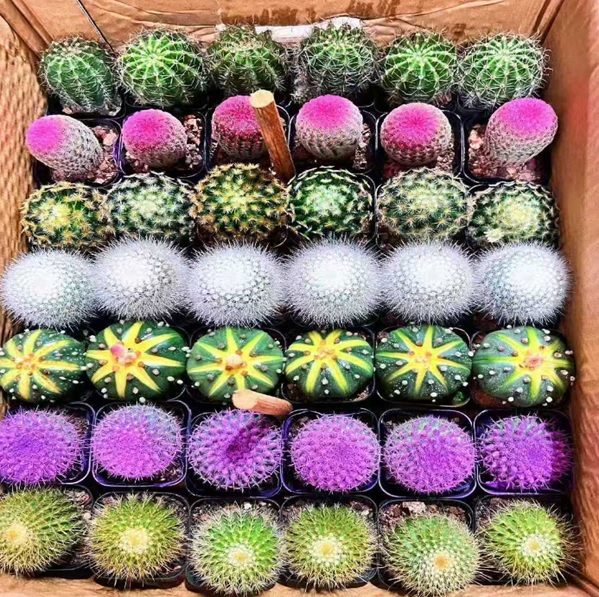 Кактус Микс 01