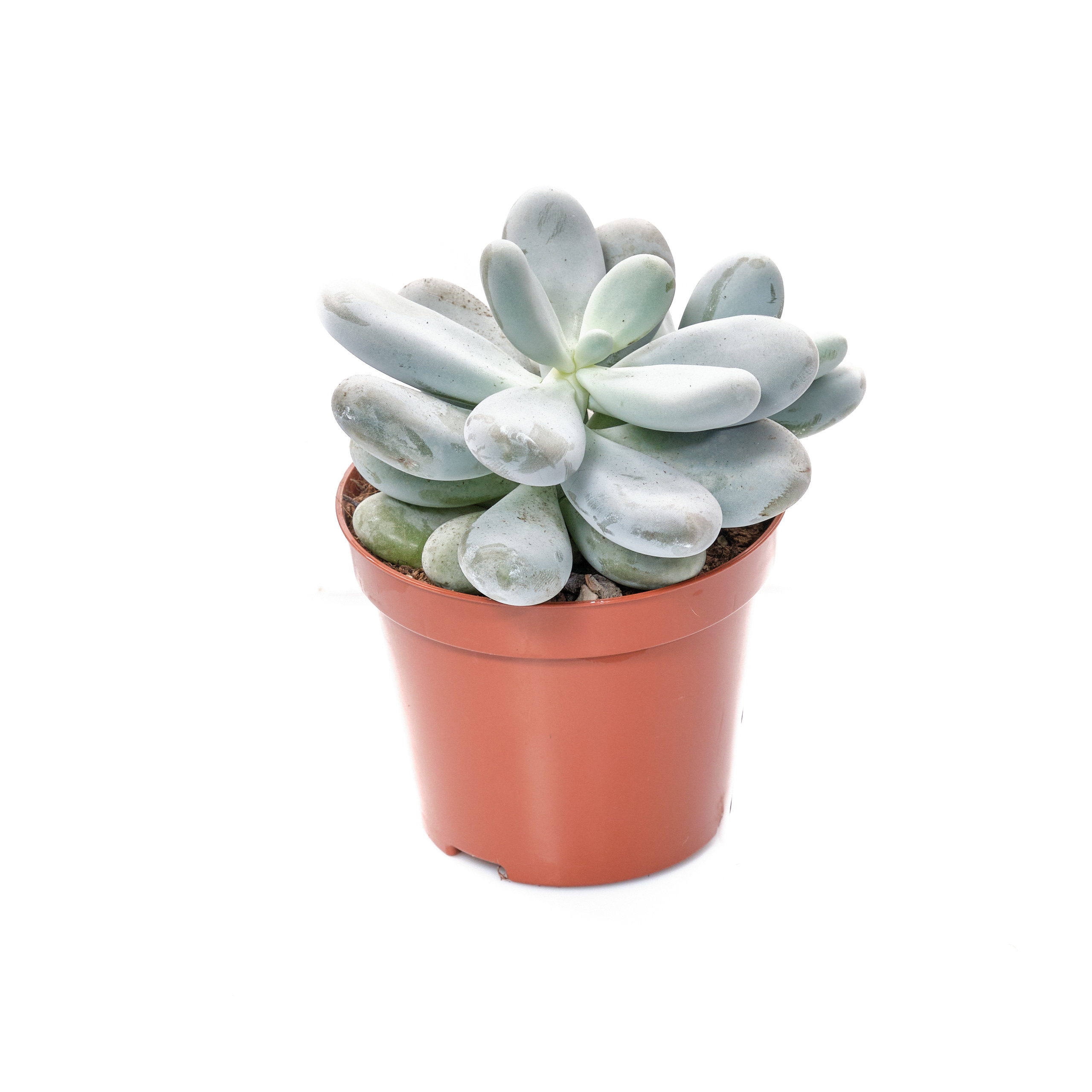 Пахифитум Белый