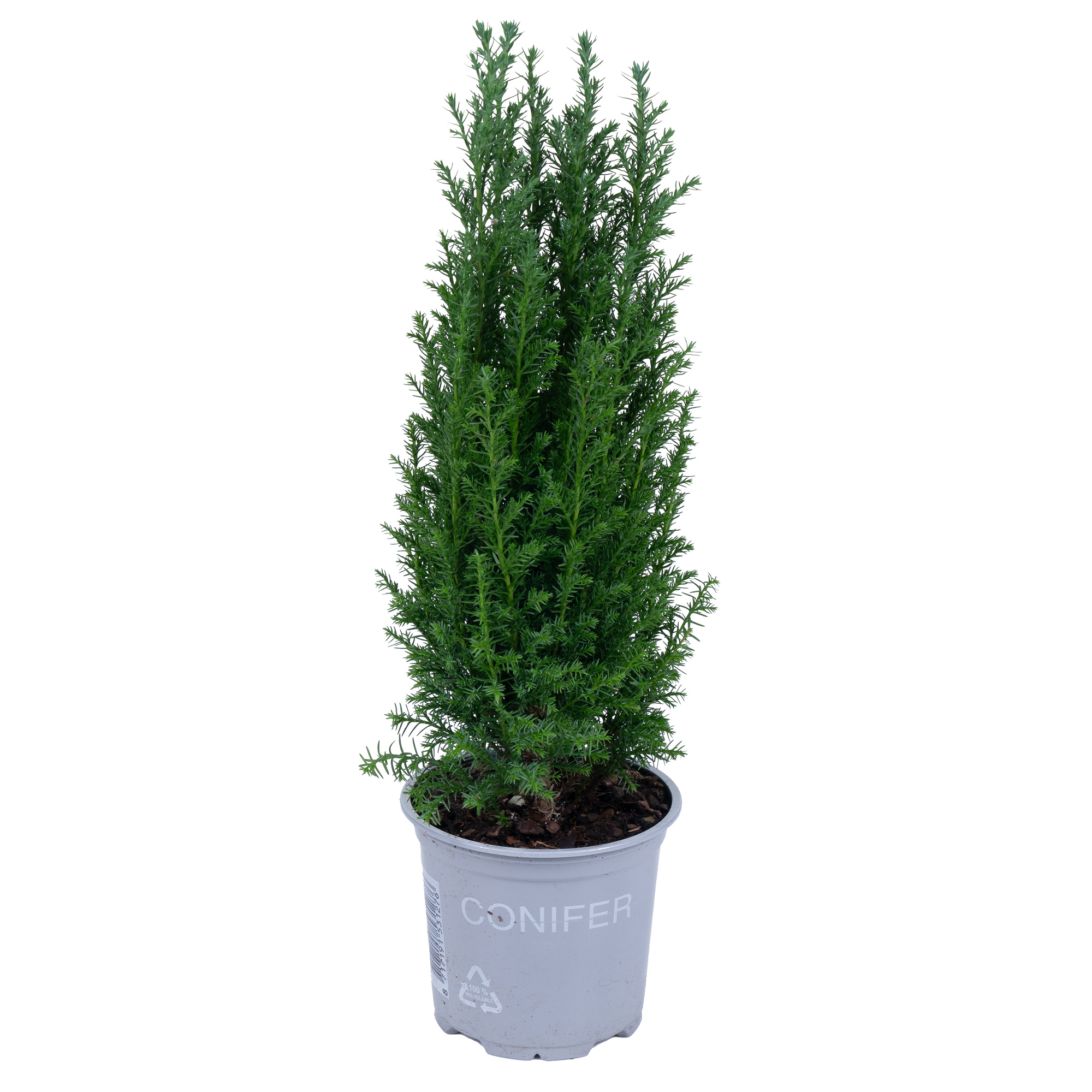 Кипарисовик лавсона Элвуди