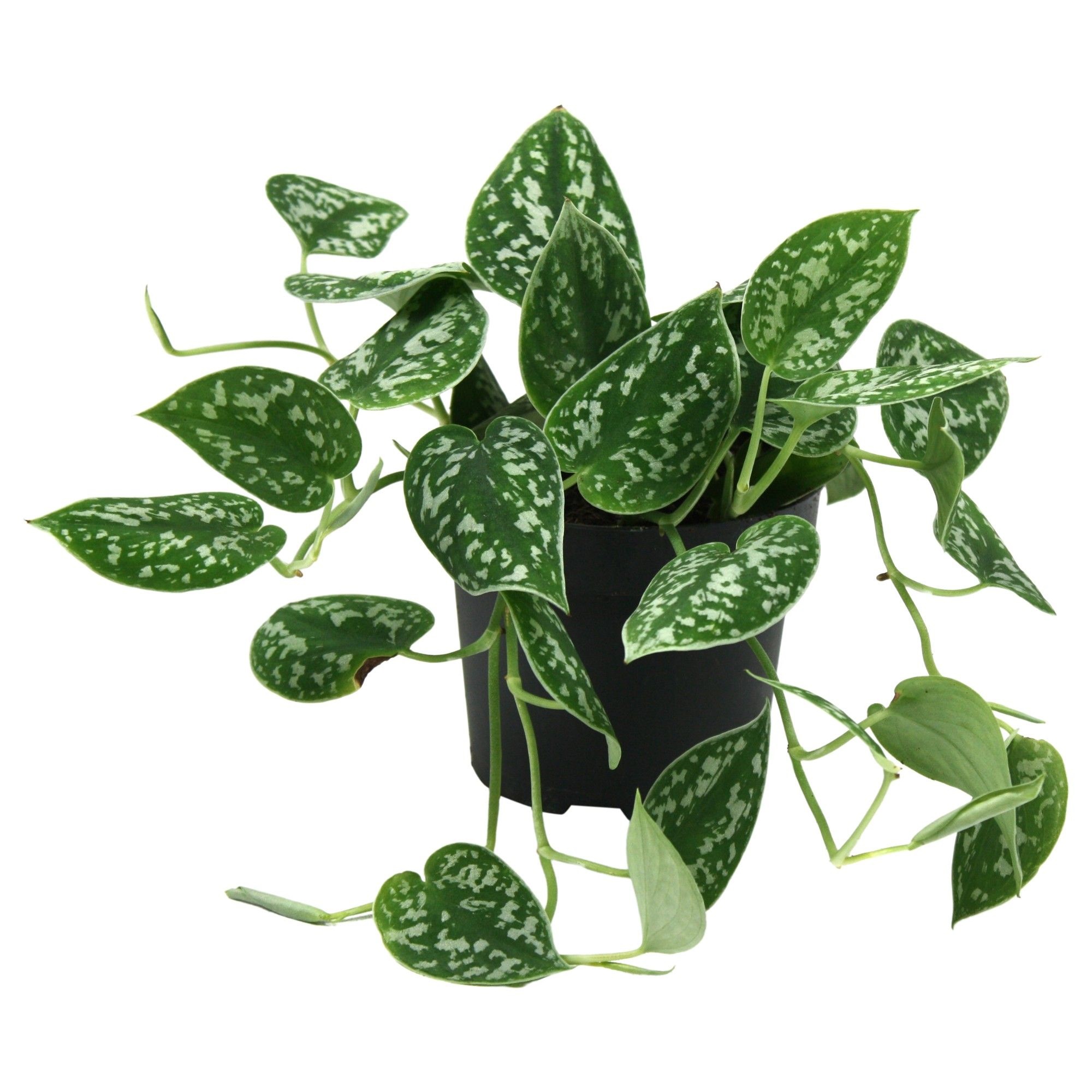 Сциндапсус Аргиреа