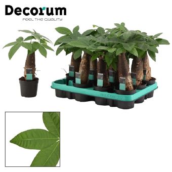 Пахира Акватика ствол