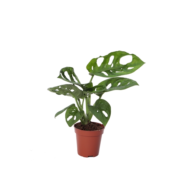 Монстера Манки Мэск