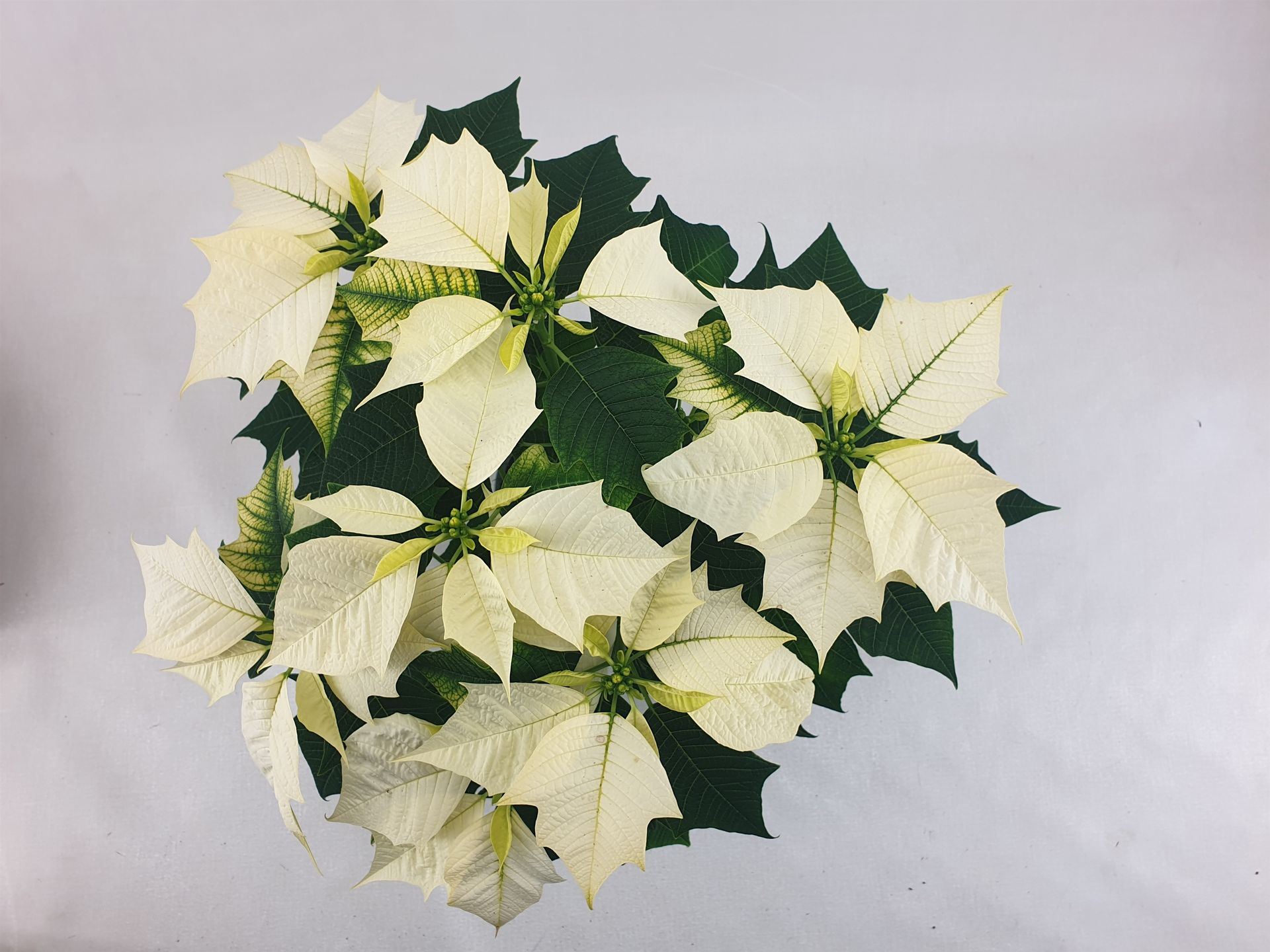 Пуансеттия Аляска