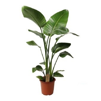 Стрелиция Николая