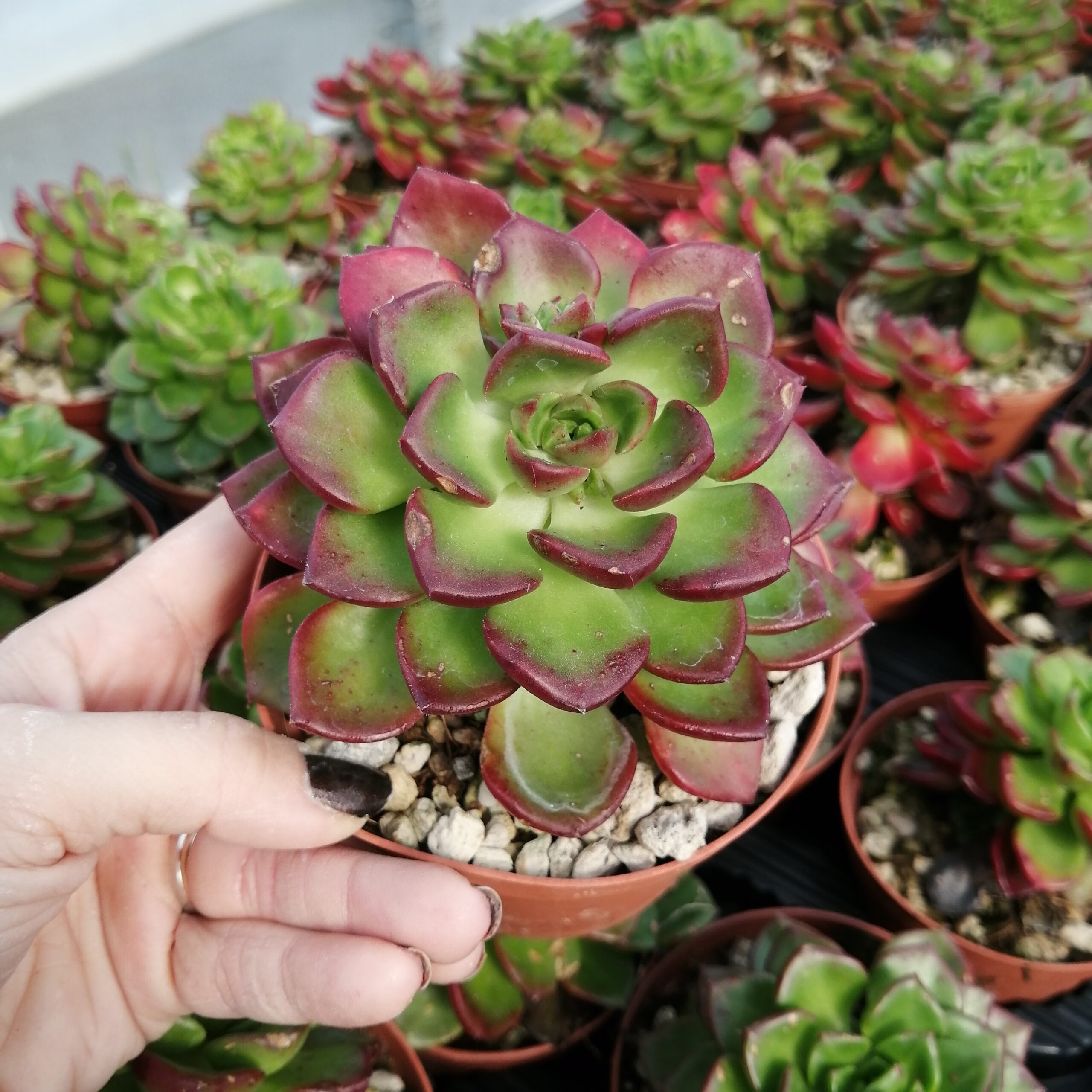 Седеверия Летиция