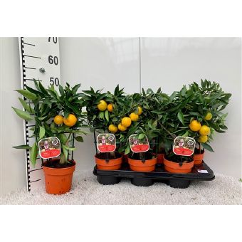 Цитрофортунелла Лиметта Рангпур Лайм на решетке