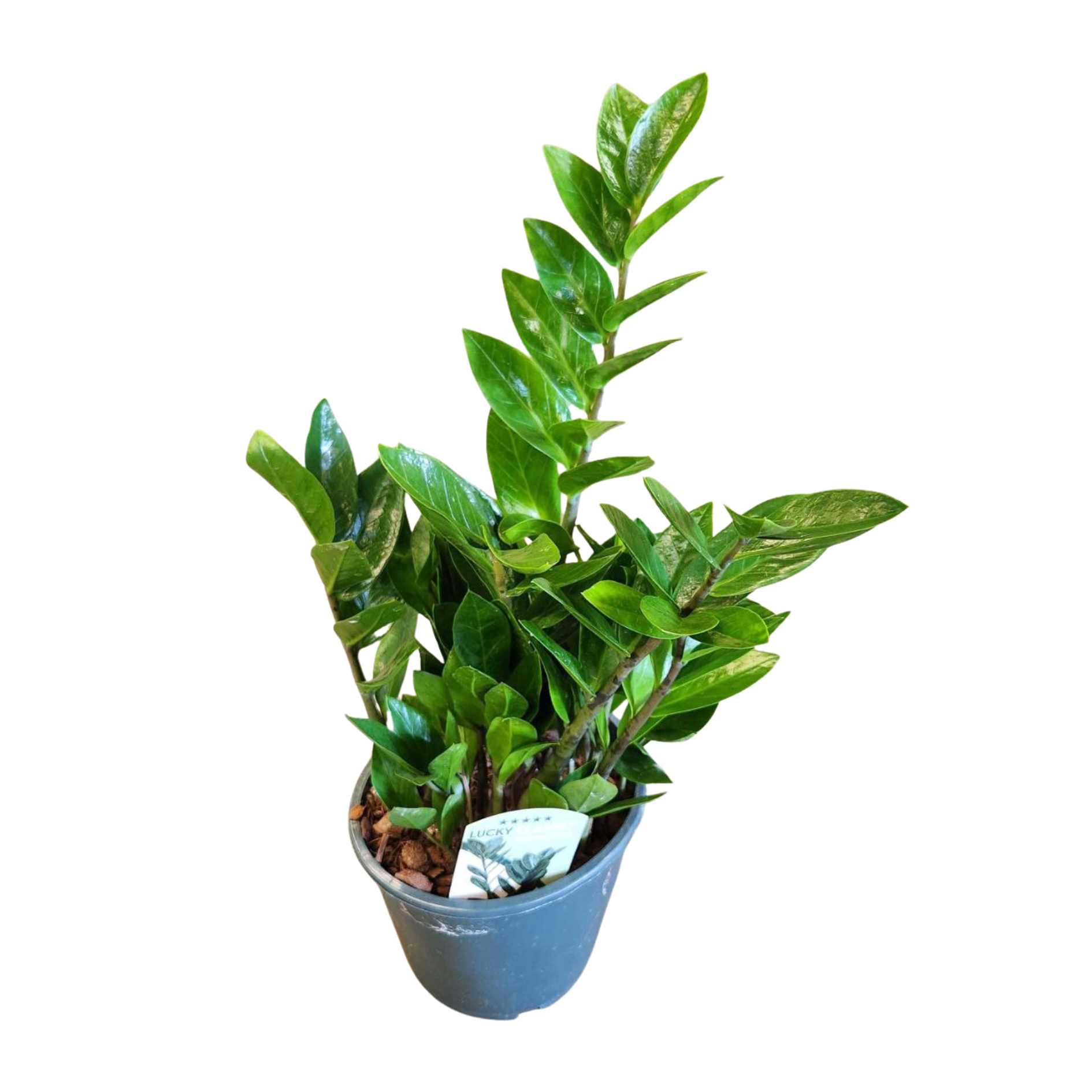 Замиокулкас Лаки