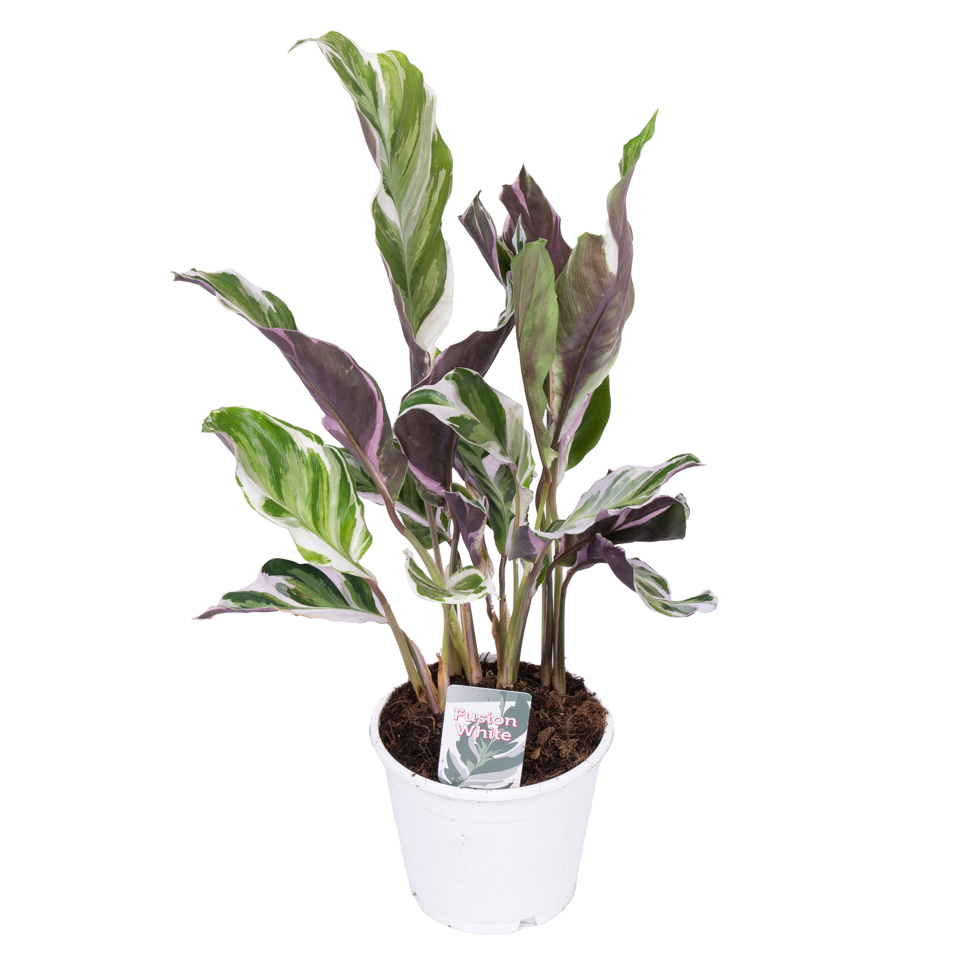 Калатея Фьюжн Вайт
