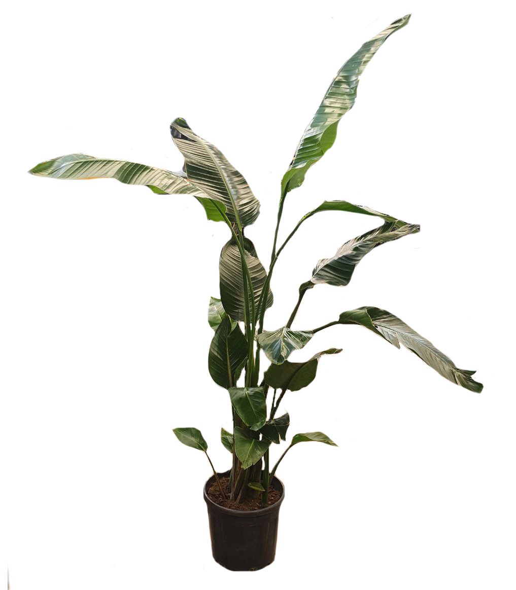 Стрелиция Николая