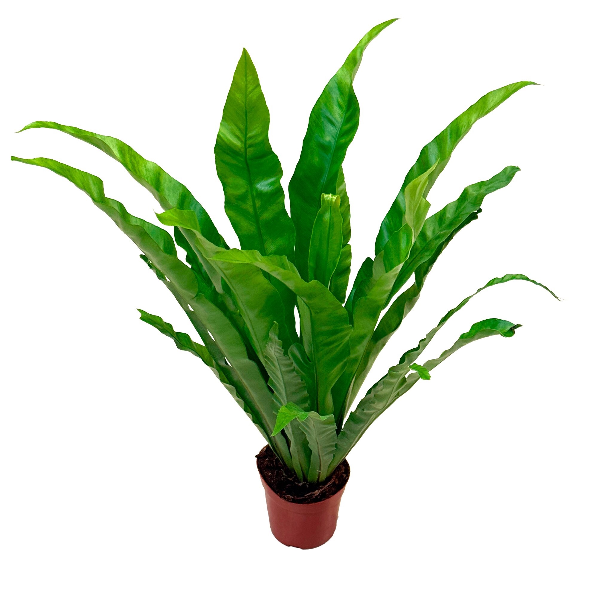 Асплениум Нидус