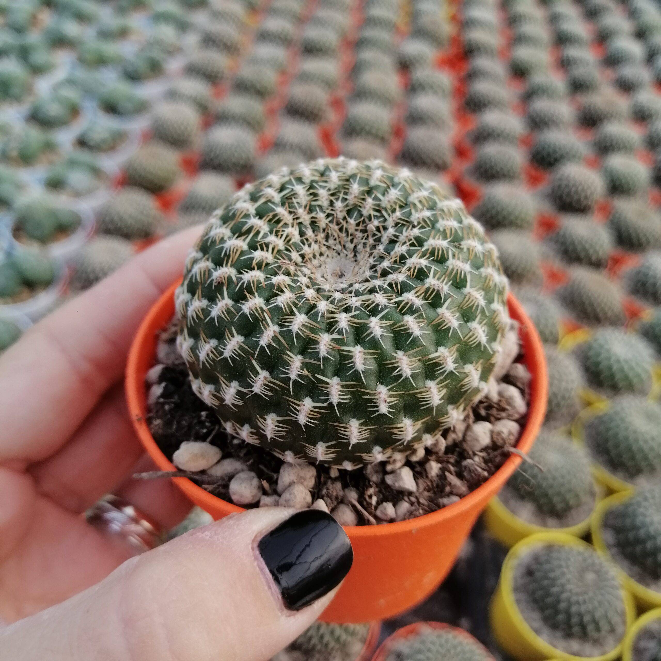 Сулькоребуция Аренацеа