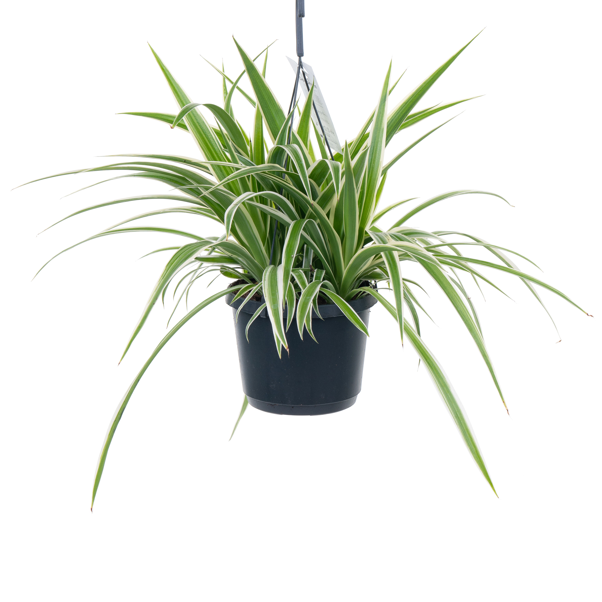 Хлорофитум Оушен подвесной