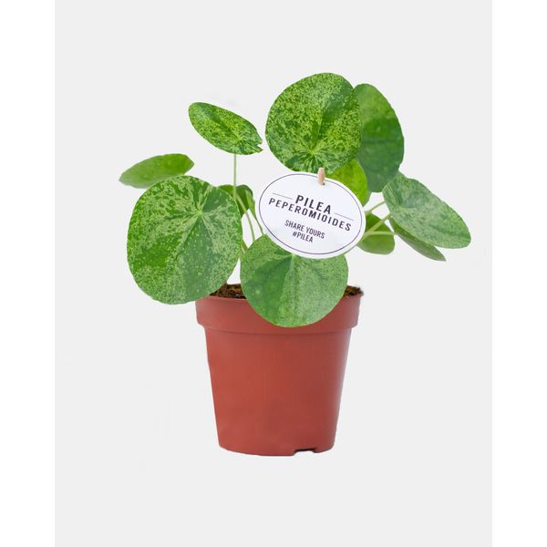 Пилея Пеперомиевидная Мохито
