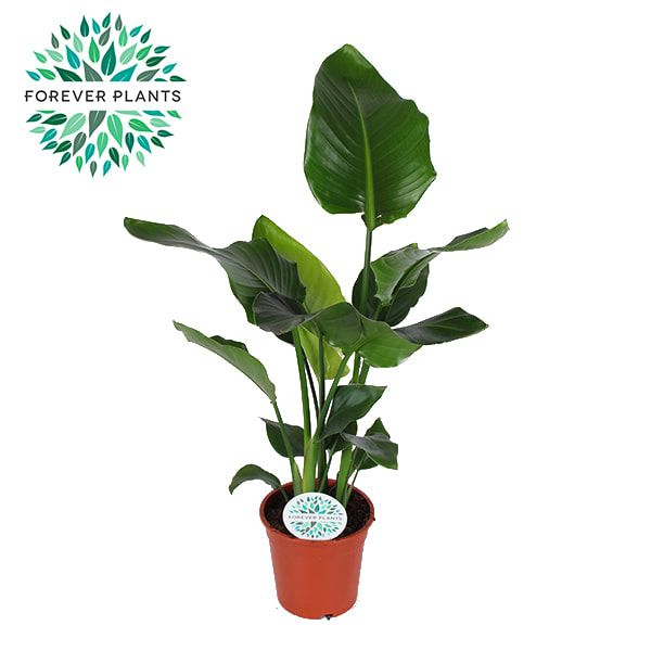 Стрелиция Николая