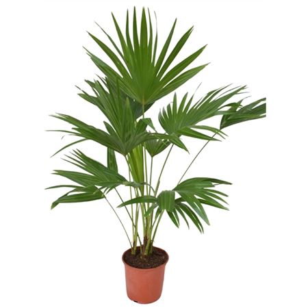 Ливистона Ротундифолиа