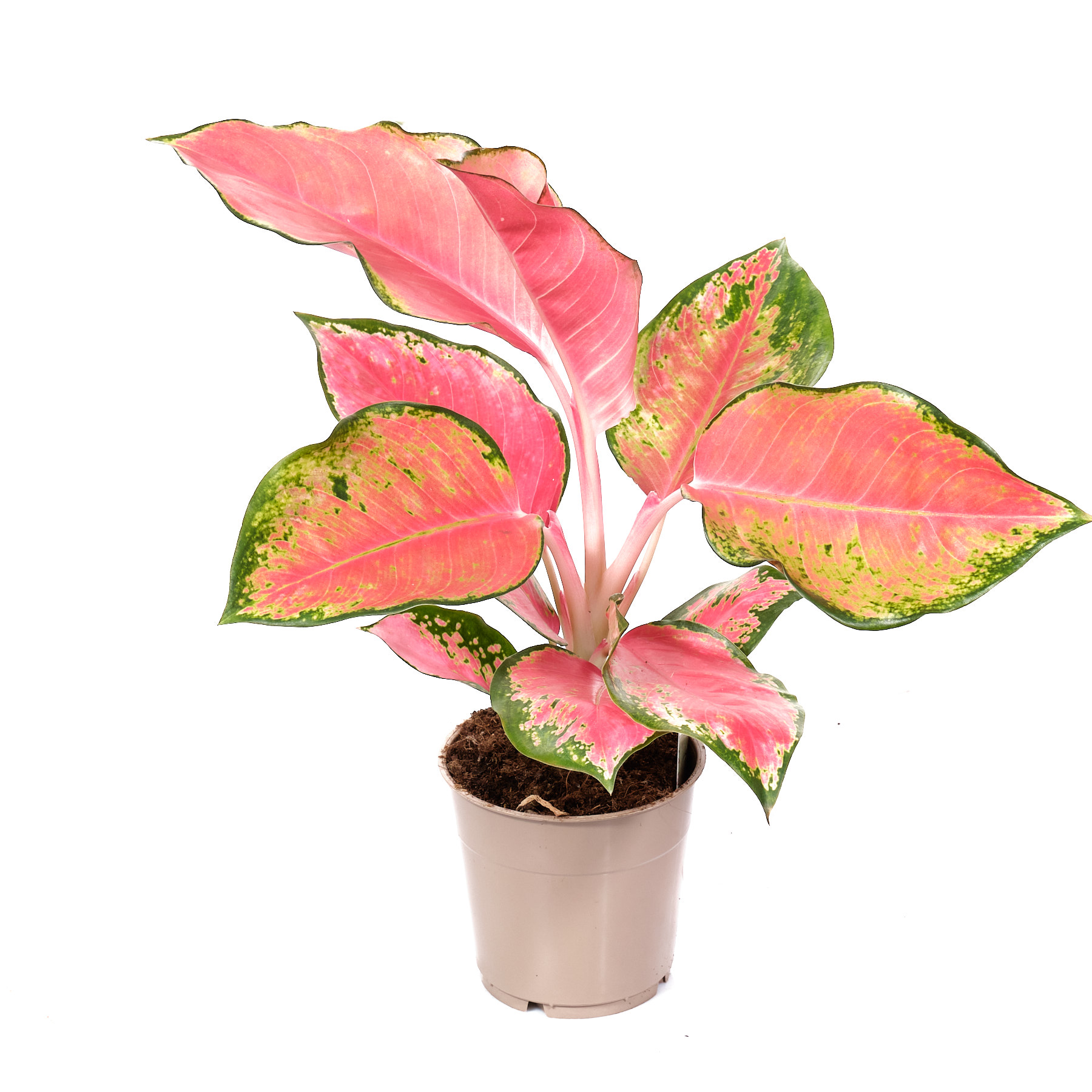 Аглаонема Оранж Стар