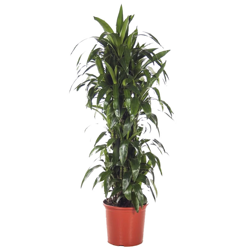 Драцена фрагранс Джанет Крейг разветвленная