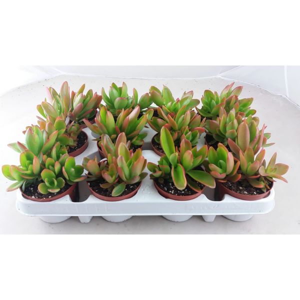 Крассула Кемп Фаер