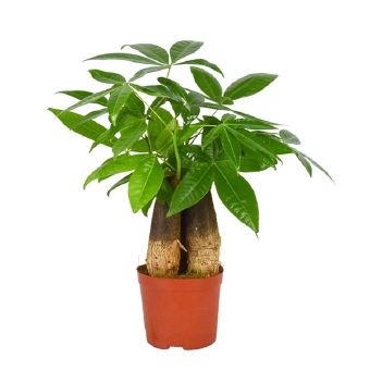 Пахира Акватика 3 ст