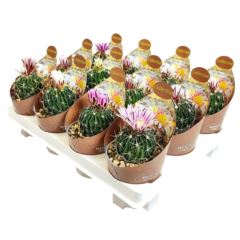 Эхинофоссулокактус Мультикостатус