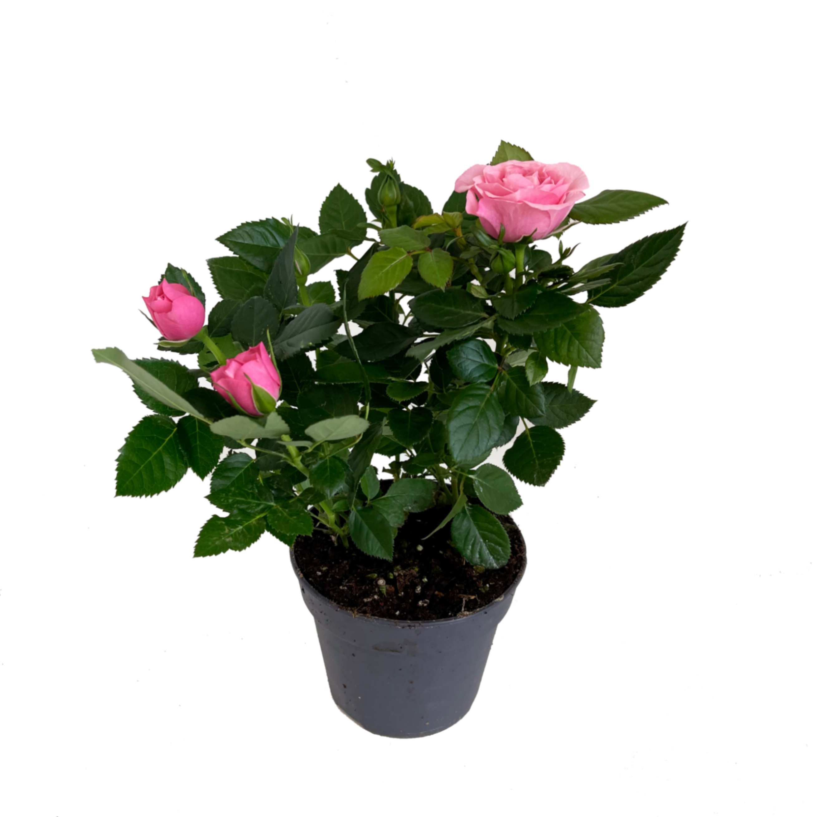 Роза патио светло-розовая