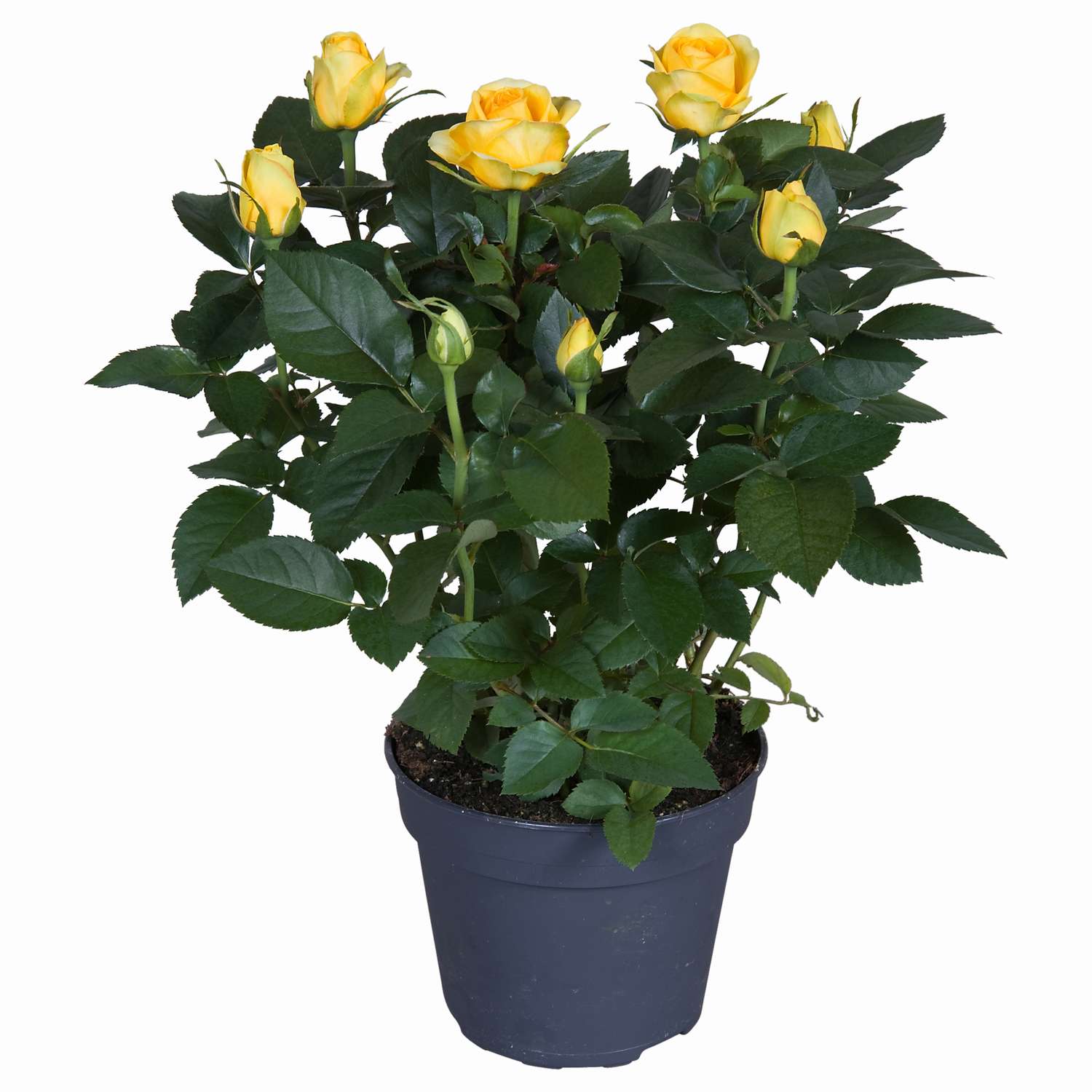 Роза патио жёлтая