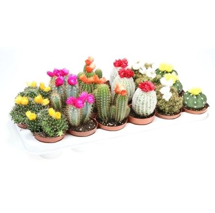 Кактус Микс (С Сухими Цветами)