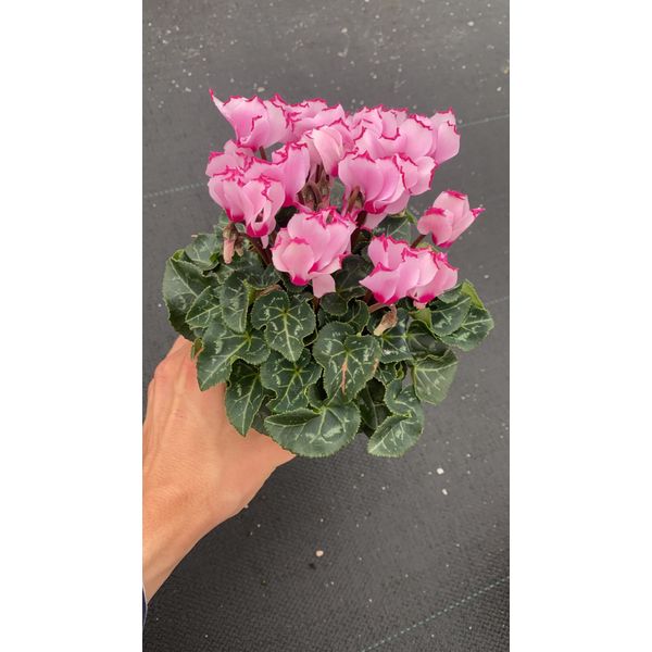 Цикламен Виктория розовый